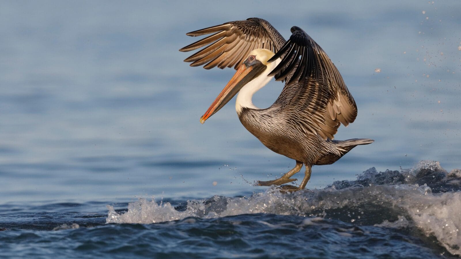 A Brown Pelican (Pelecanus occidentalis) appears to be surfing on one foot as it balances on a rock - Venice, Florida