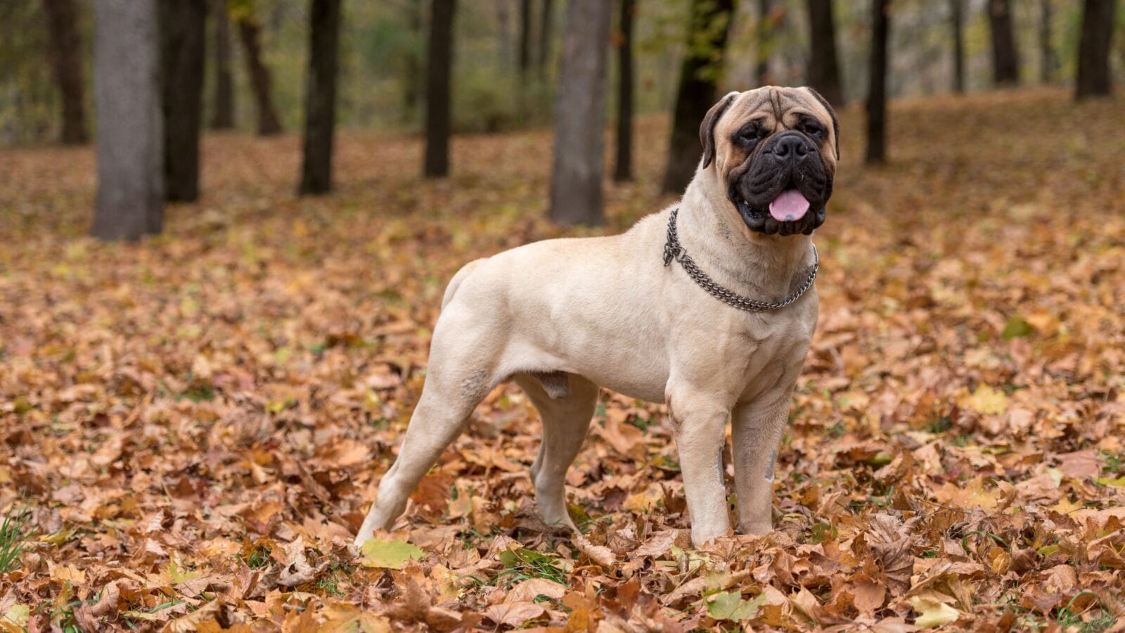 Bullmastiff posing in the woods