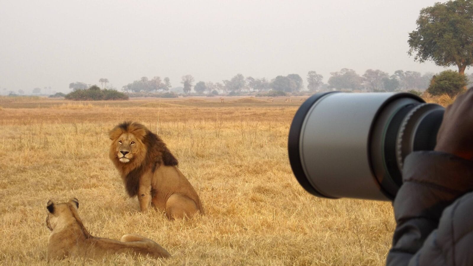 Safari photography on Chiefs Island, Botswana