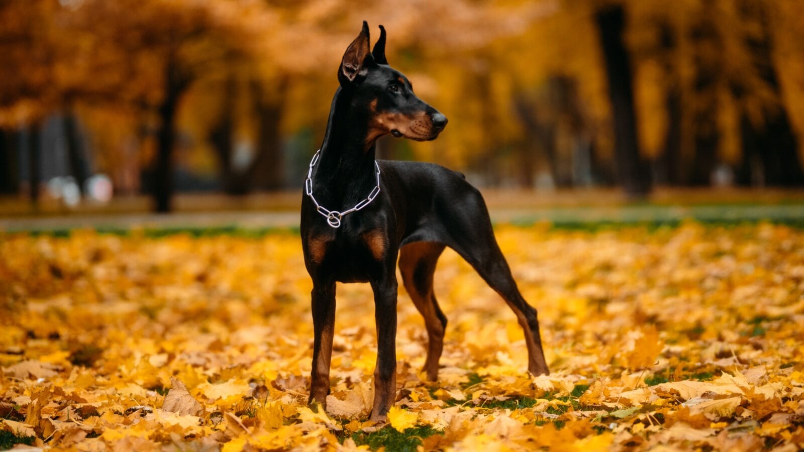 Young doberman posing in park, autumn