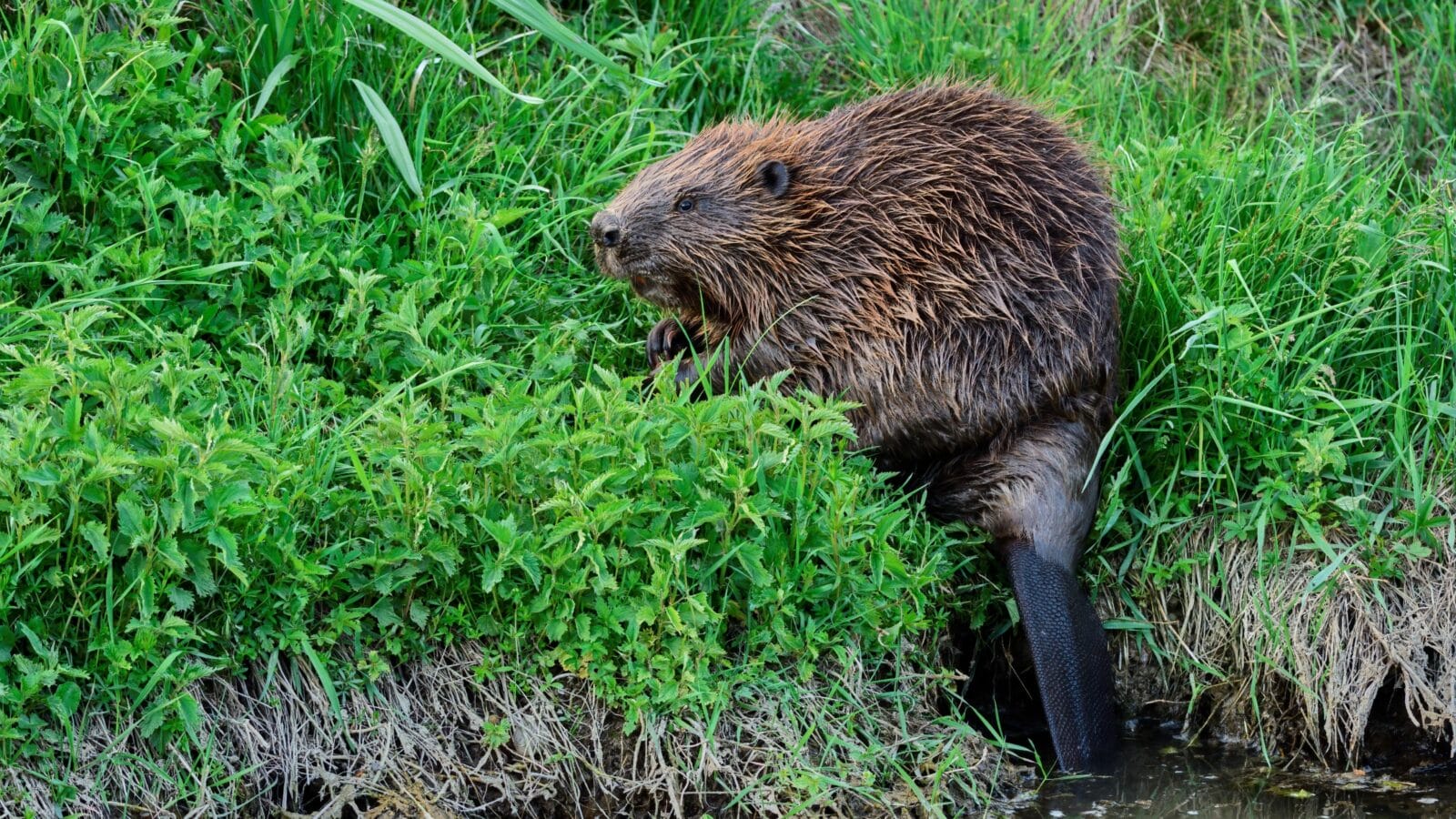 Eurasian beaver at dusk. Looking for food in the tall grass.