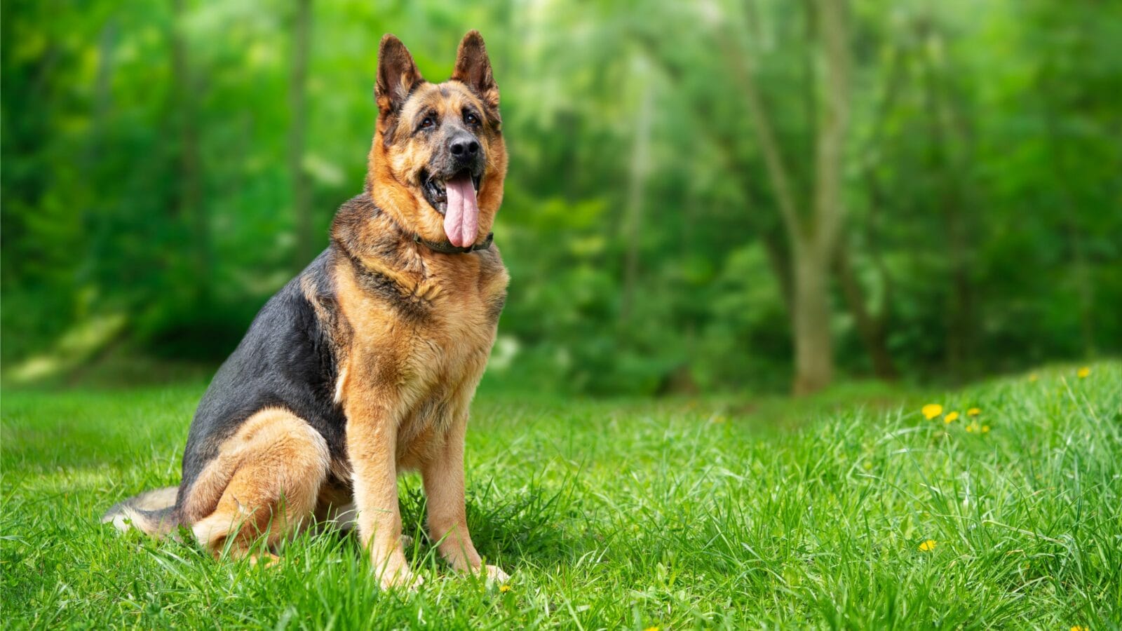 German Shepherd dog sitting on the grass in the forest.