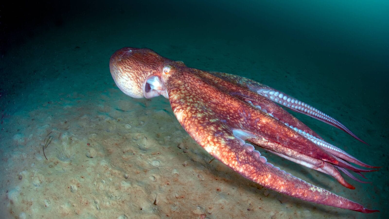 Flight of giant octopus underwater