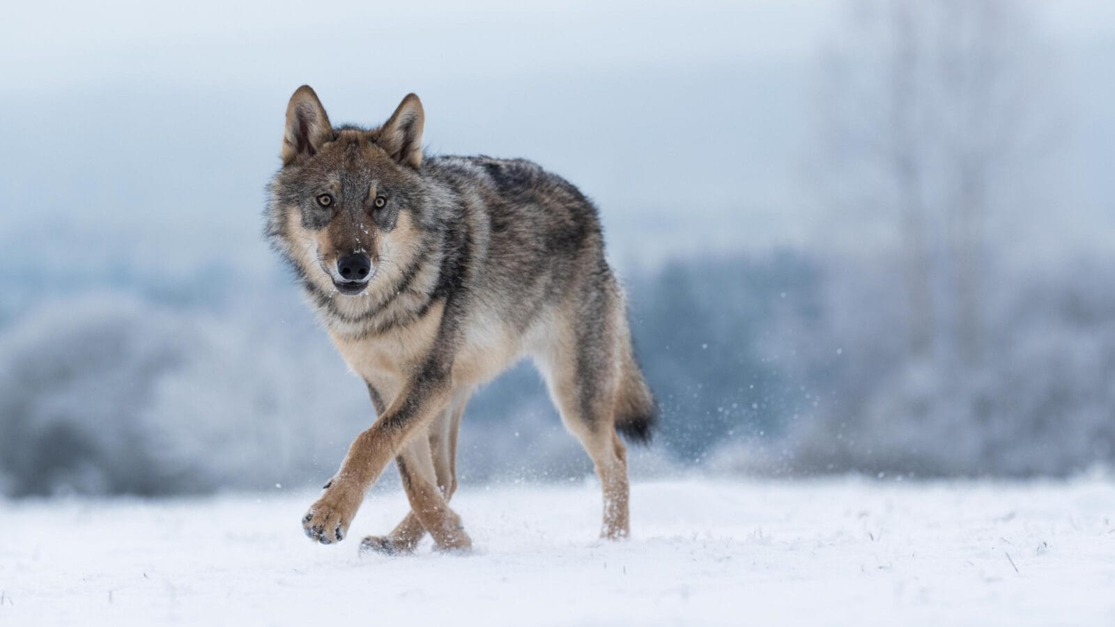 wolf in snow, attractive winter scene with wolf