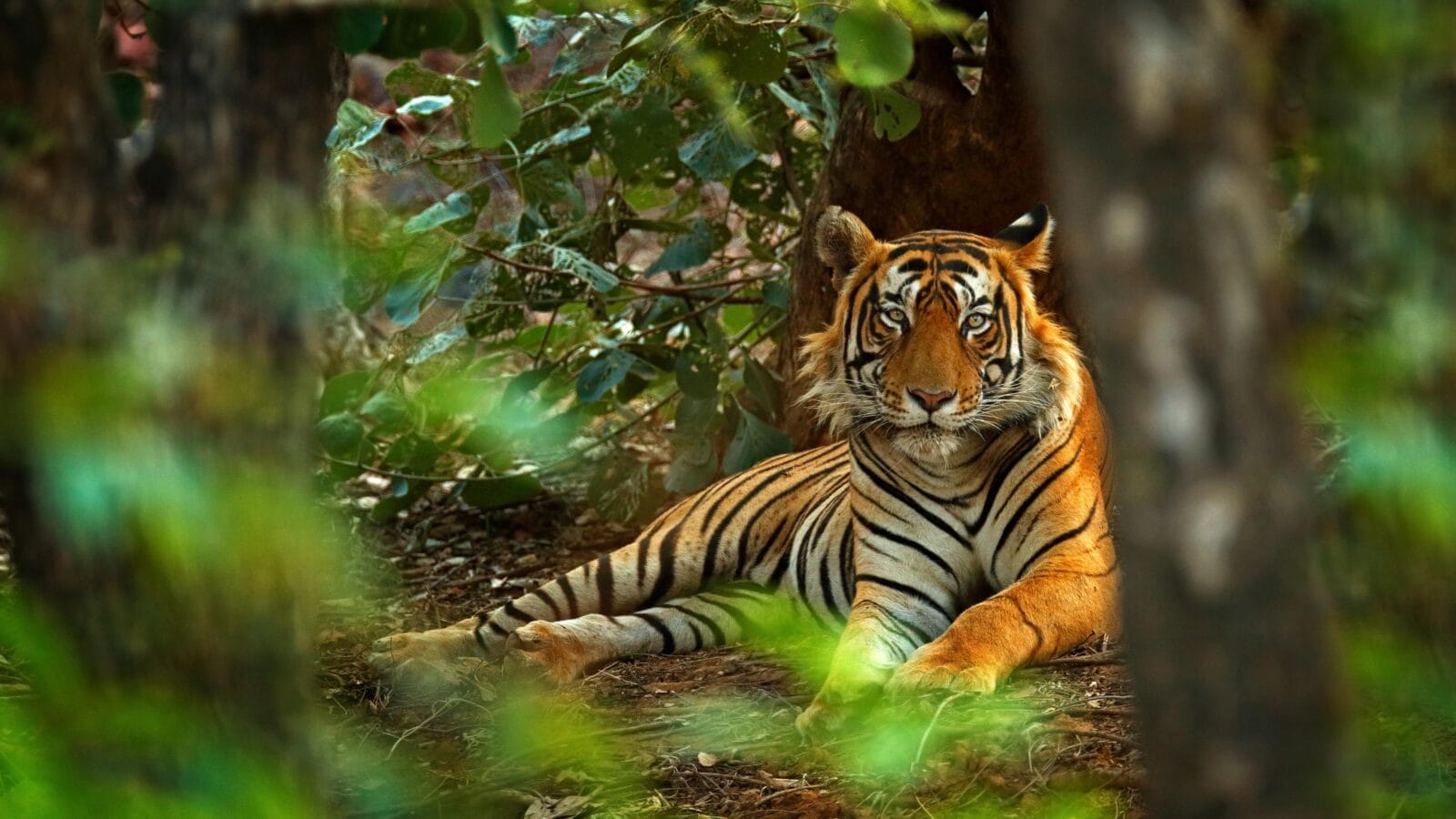 Indian tiger male with first rain, wild animal in the nature habitat, Ranthambore, India.