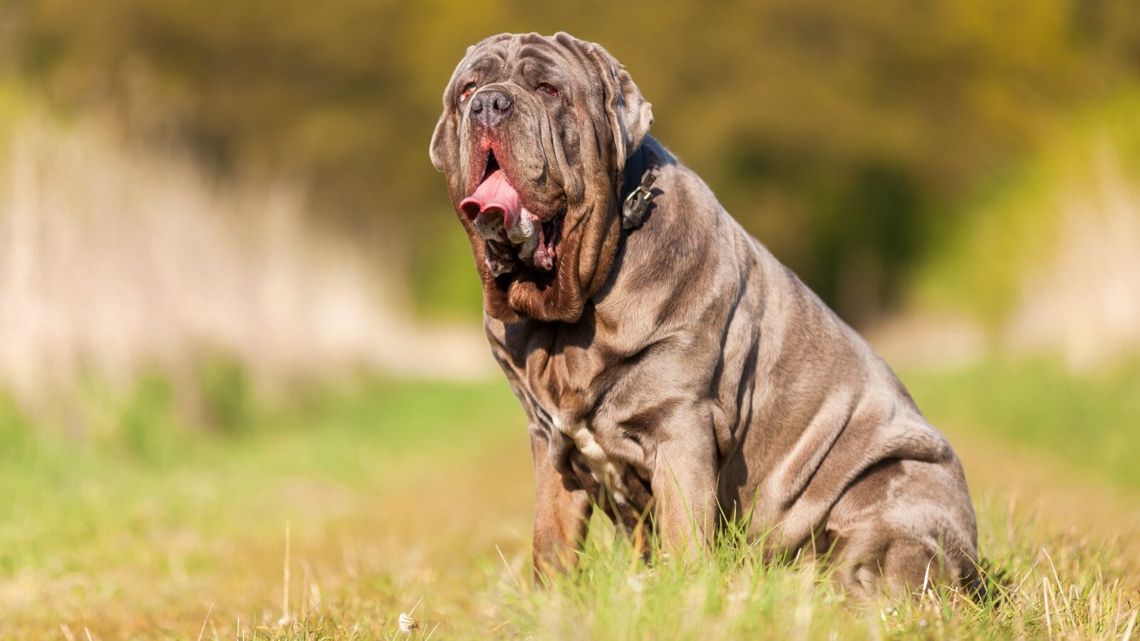 portrait picture of a Neapolitan Mastiff outdoors