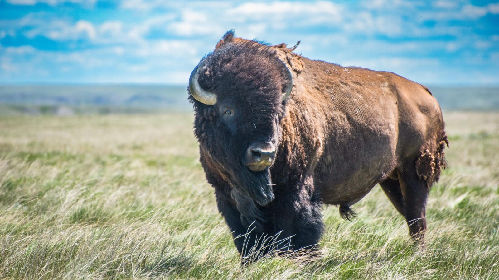 American bison in Grasslands National Park