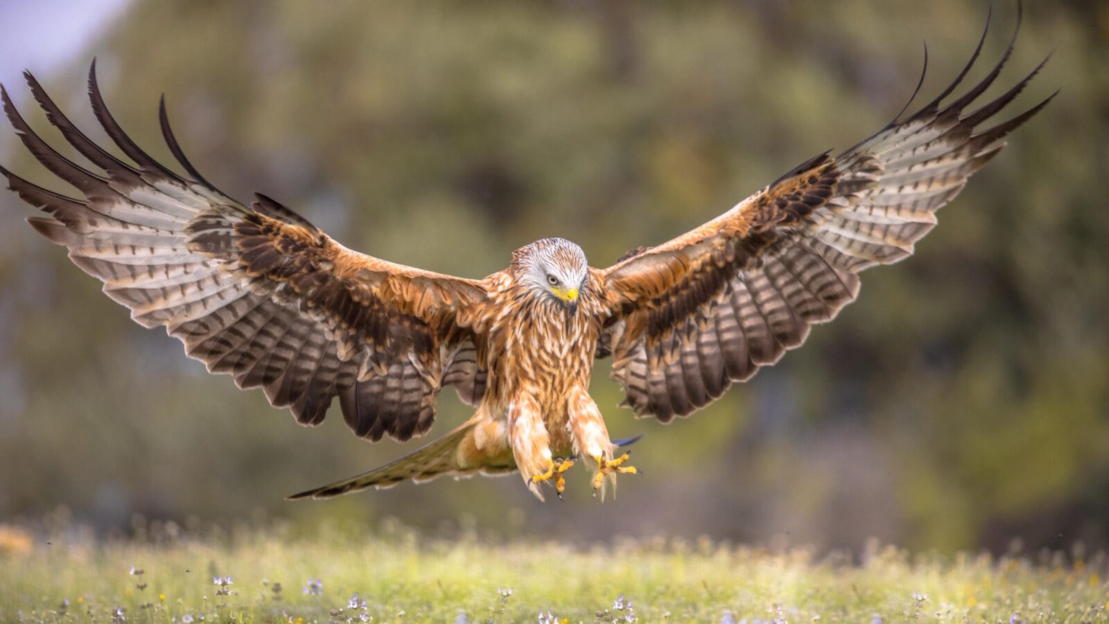 Red kite (Milvus milvus) flying in Spanish Pyrenees, Vilagrassa, Catalonia, Spain