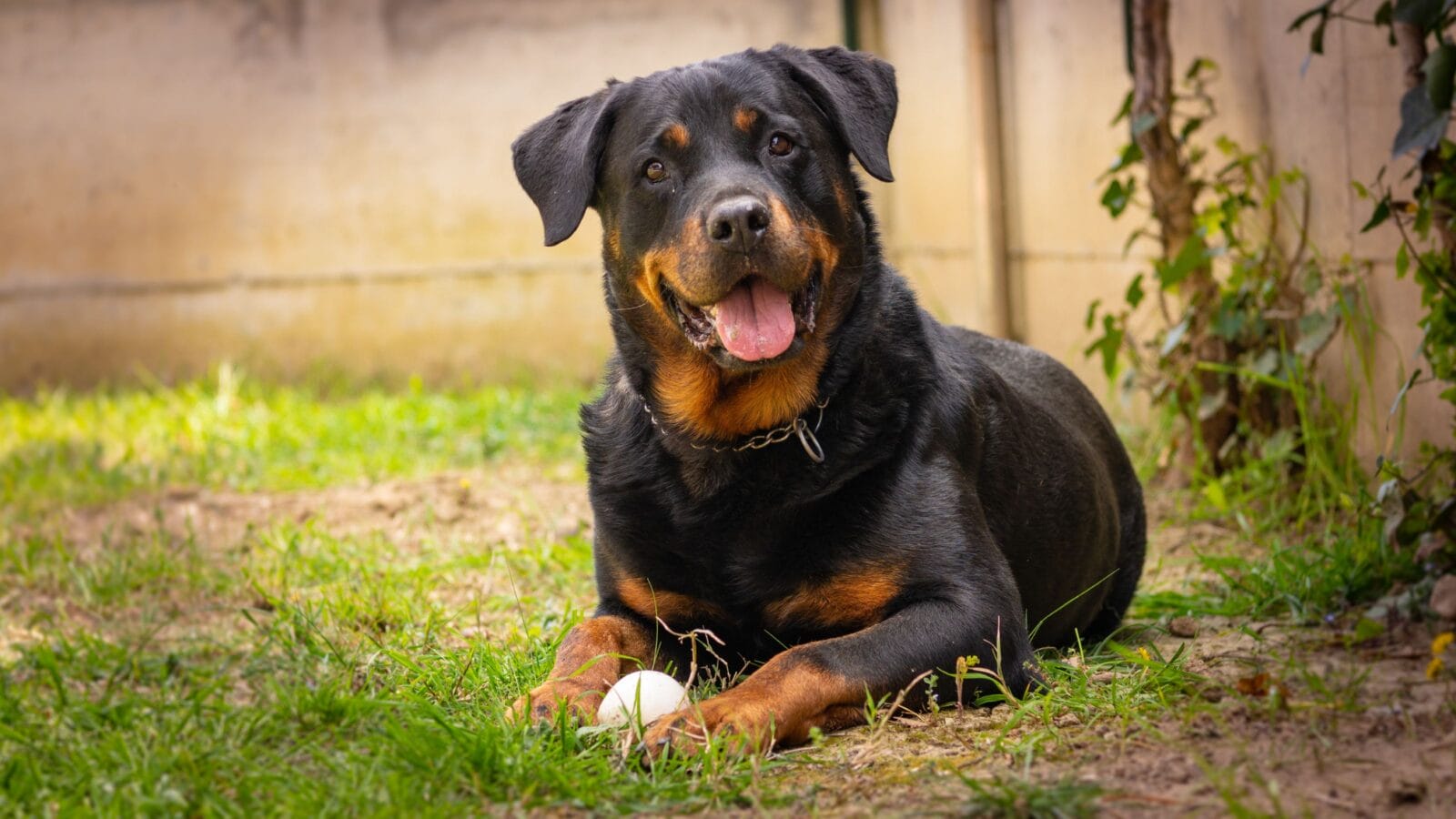 Rottweiler dog play with the ball in the garden happy