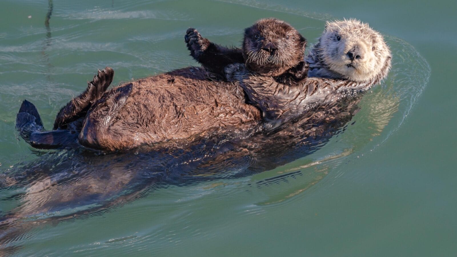 Mother sea otter with pup on her belly