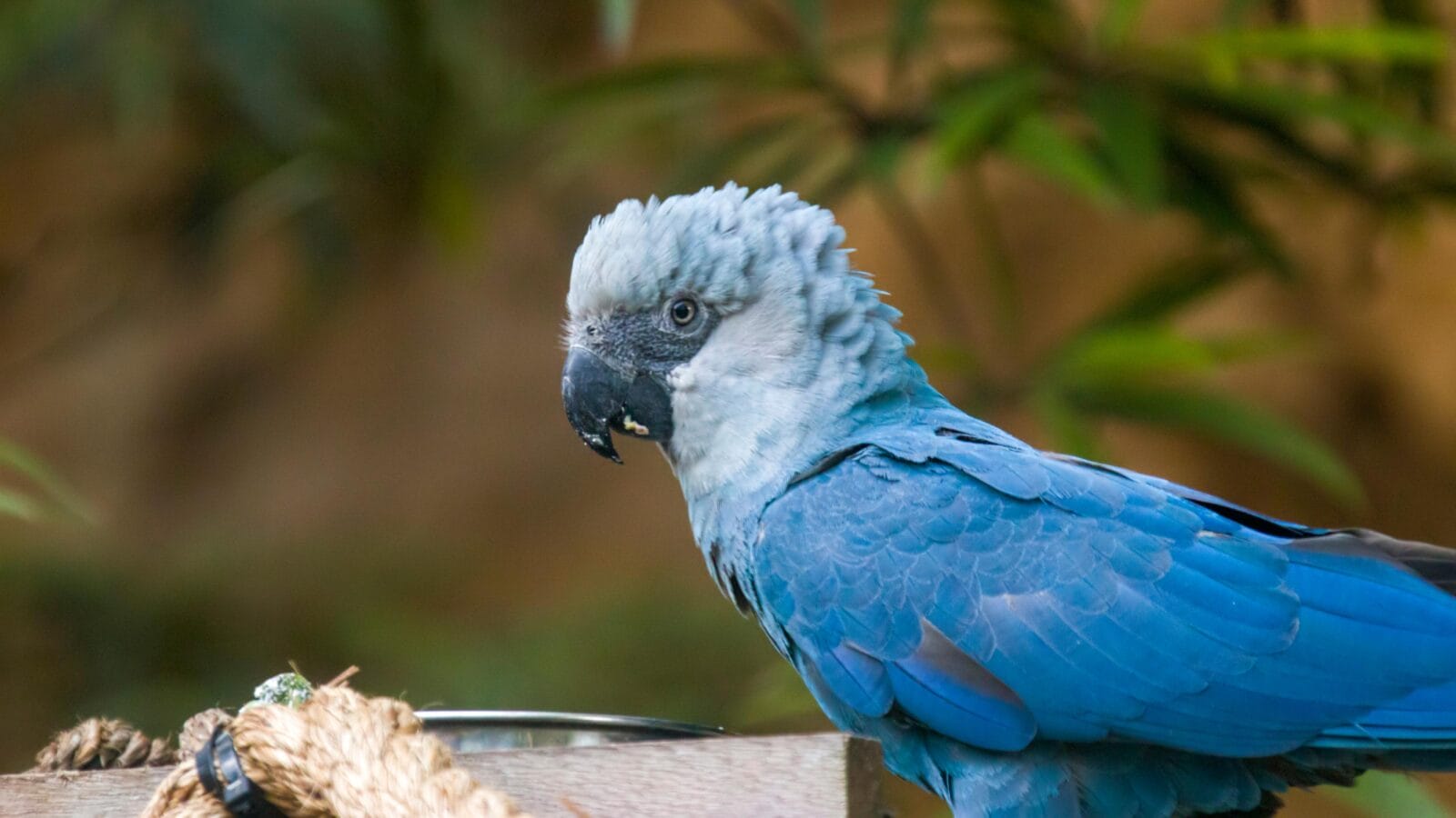 Spix's macaw bird - native from Brazil.