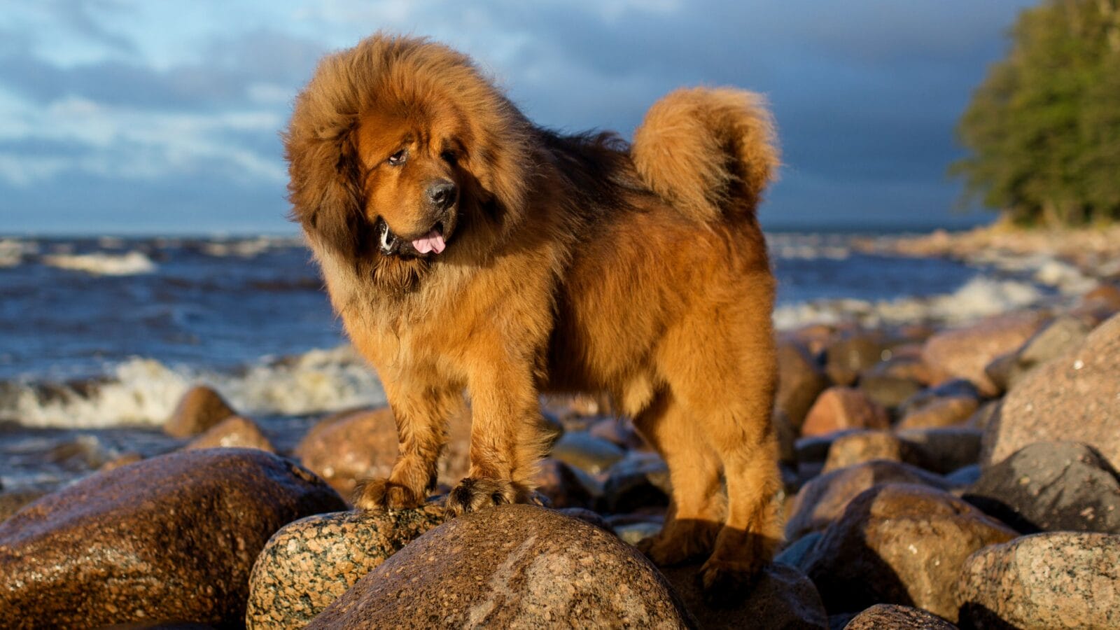 Tibetan Mastiff on the rocks