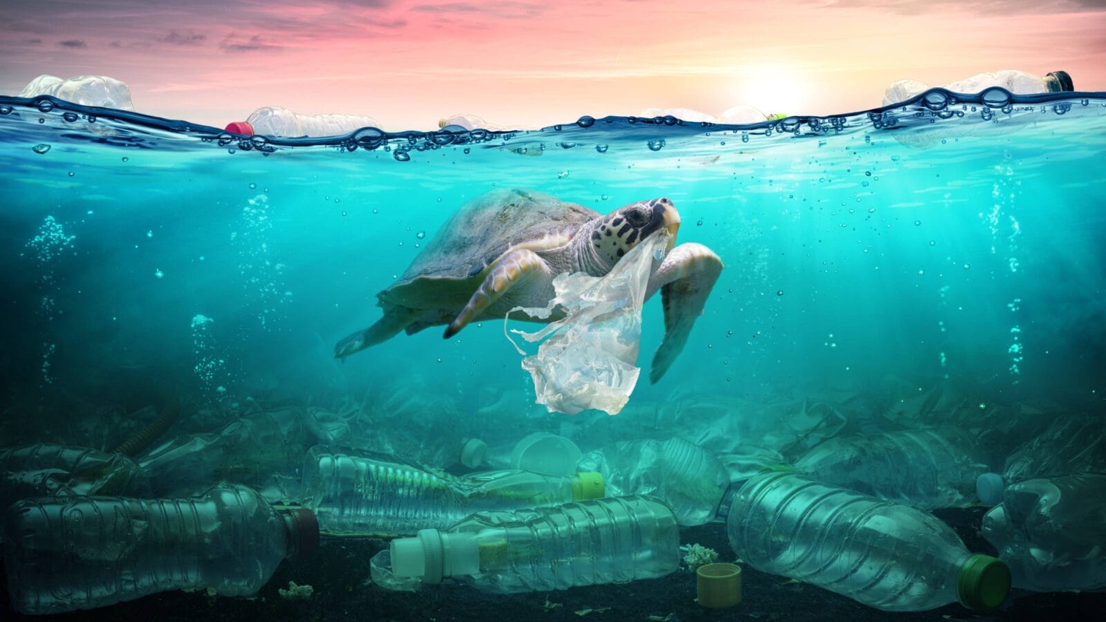 Plastic Pollution In Ocean - Turtle Eat Plastic Bag - Environmental Problem