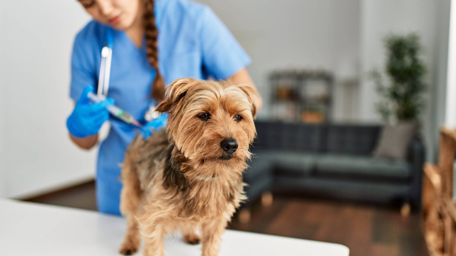 Young beautiful hispanic woman veterinarian vaccinating dog at home